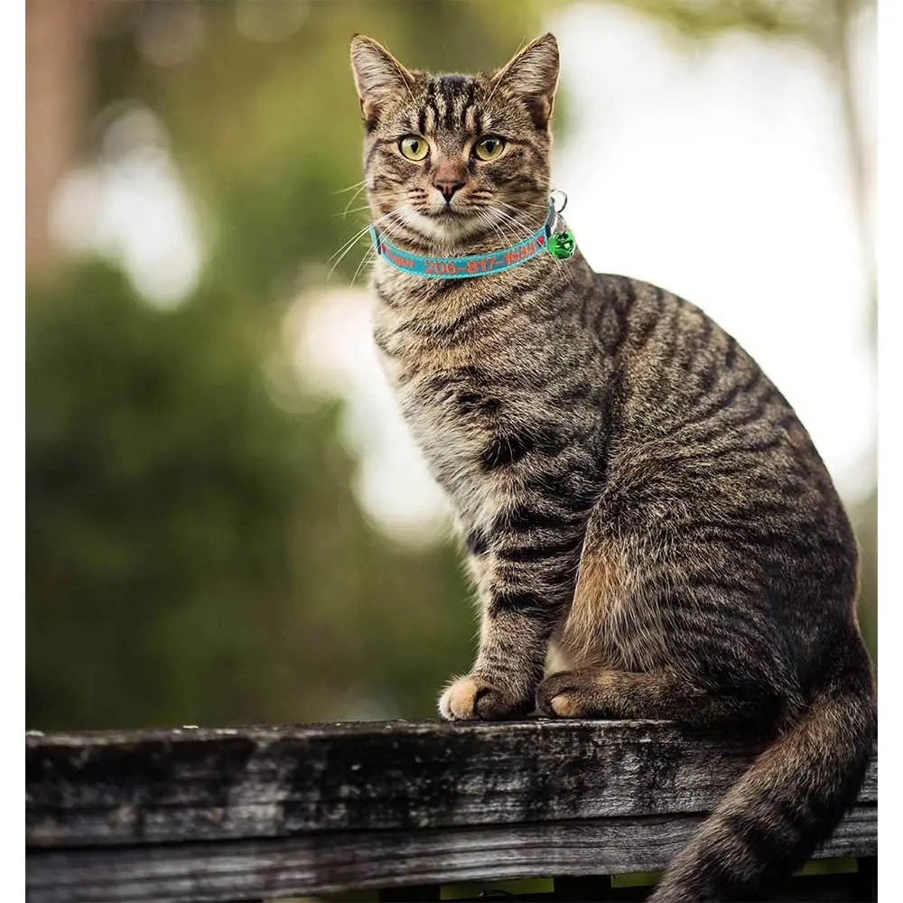 Custom Breakaway Cat Collar Personalized CatID Collar Graceful life