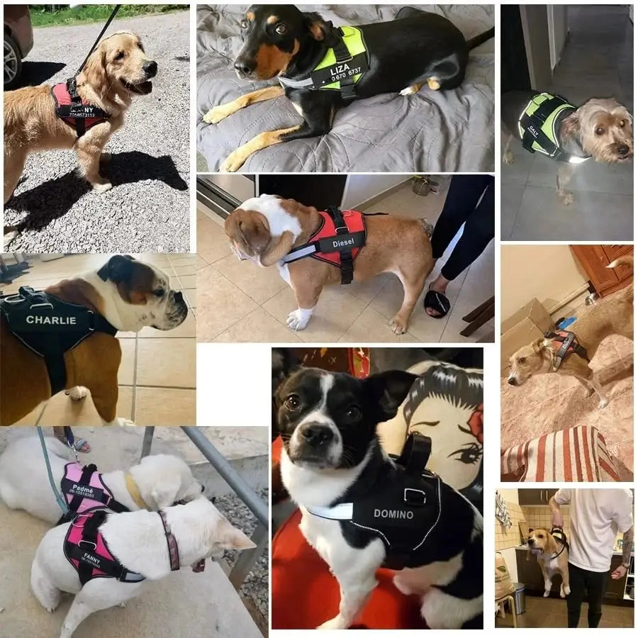 Moonpet Personalized No Pull Dog Harness Leash Set MOONPET