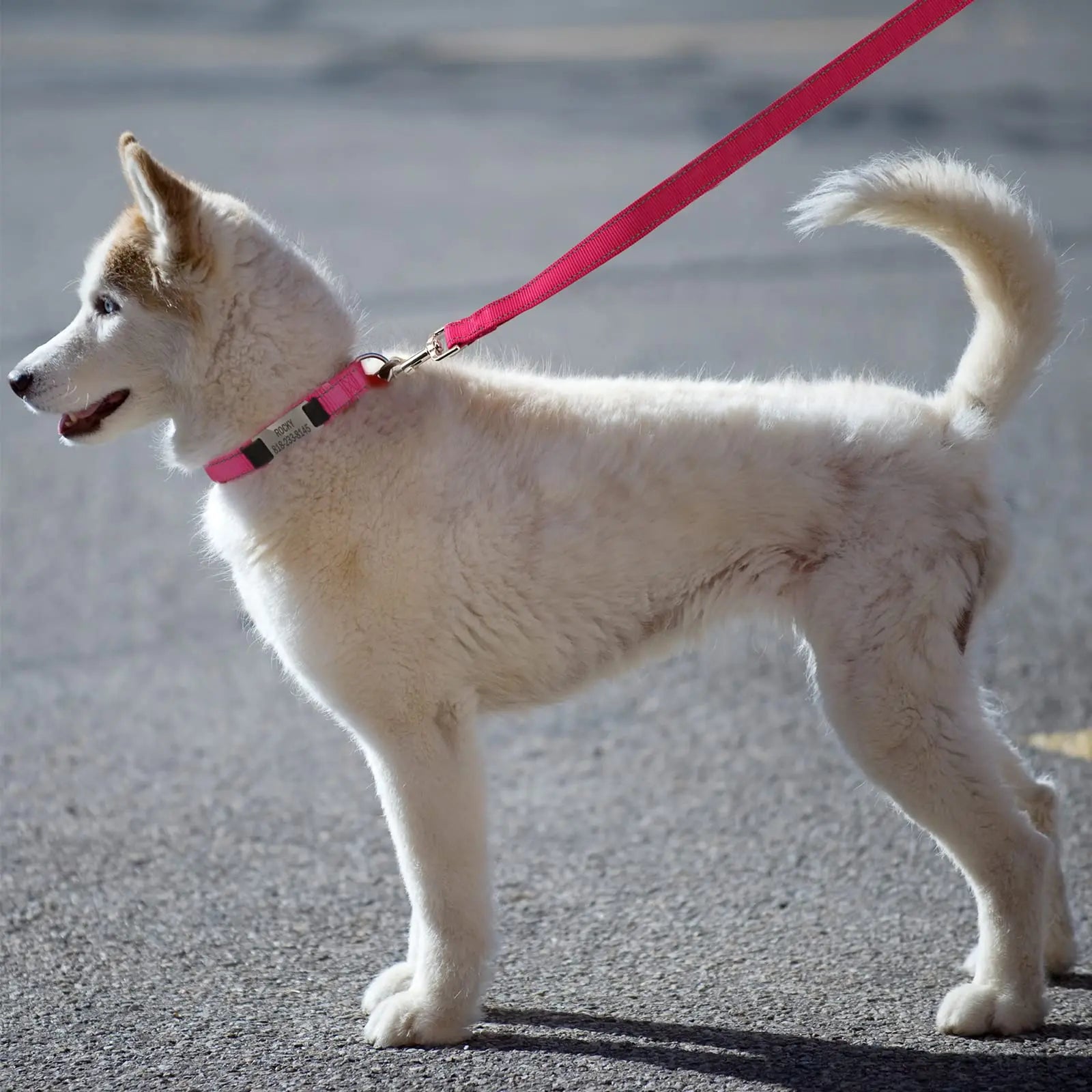 Personalized Dog Leash 6 FT Reflective Custom Embroidered suncliff